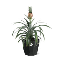 Kamerplant - Ananas Mi Amigo - Pot Ø 14cm
