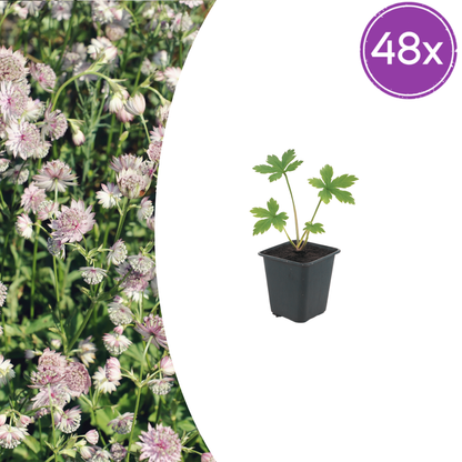 Buitenplant 48x Astrantia major - Bloeiend - Pot Ø 9cm Hoogte ↕ 10-25cm