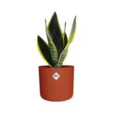 Kamerplant - Sansevieria Futura Superba - Pot Ø 14cm