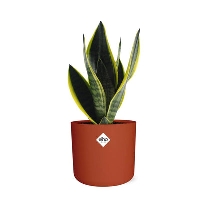 Kamerplant - Sansevieria Futura Superba - Pot Ø 14cm