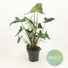 Kamerplant - Alocasia Zebrina Siberian Tiger - Pot Ø 17cm Hoogte ↕ 55cm