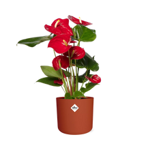 Kamerplant - Anthurium Red - Pot Ø 12cm