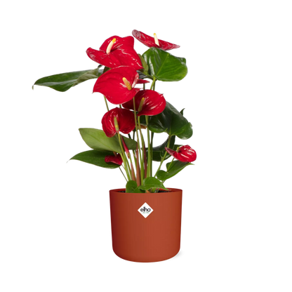 Kamerplant - Anthurium Red - Pot Ø 12cm