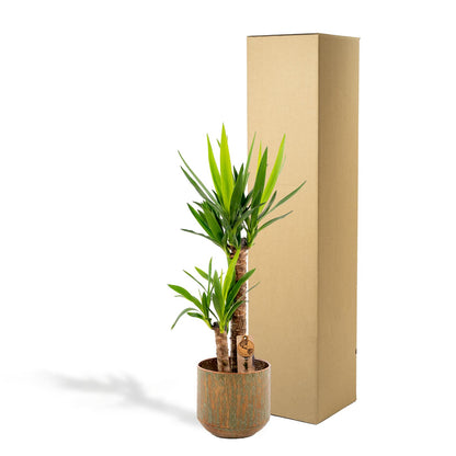 Kamerplant - Yucca - Pot Ø 21cm Hoogte ↕ 100cm