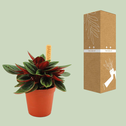Kamerplant - Peperomia Caperata Rosso - Pot Ø 6cm Hoogte ↕ 10cm