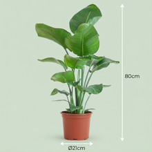 Kamerplant - Strelitzia Nicolai - Pot Ø 19cm Hoogte ↕ 80-90cm
