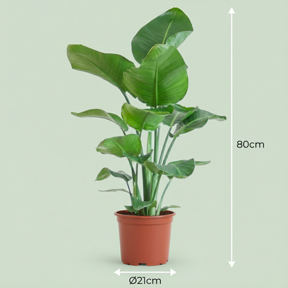 Kamerplant - Strelitzia Nicolai - Pot Ø 19cm Hoogte ↕ 80-90cm