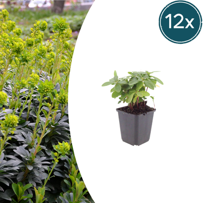 Buitenplant 12x Euphorbia amygdaloides robbiae - Pot Ø 9cm Hoogte ↕ 10-25cm