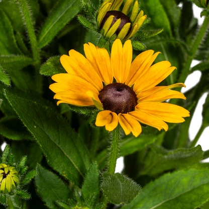 Buitenplant - Rudbeckia Summerina - Bloeiend - Pot Ø 19cm Hoogte ↕ 45-60cm