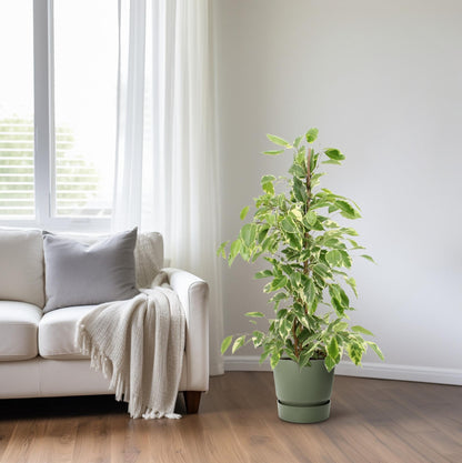 Kamerplant - Ficus Benjamina Golden King - Pot Ø 17cm Hoogte ↕ 70cm