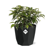 Kamerplant - Ficus Benjamina Kinky - Pot Ø 14cm