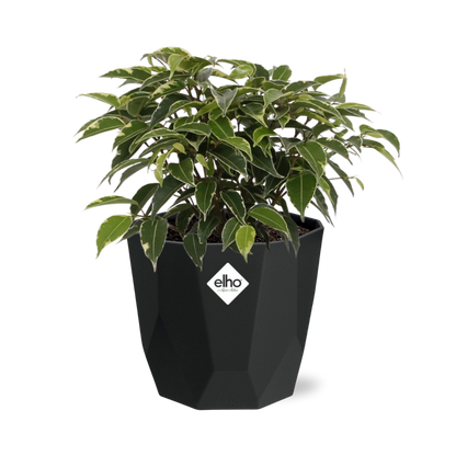 Kamerplant - Ficus Benjamina Kinky - Pot Ø 14cm