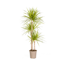 Kamerplant - Dracaena Marginata Sunray - Pot Ø 24cm Hoogte ↕ 130-150cm