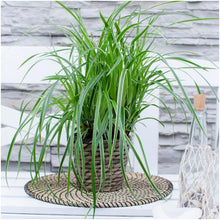 Buitenplant 3x Carex morrowi 'Ice Dance' - Pot Ø 14cm Hoogte ↕ 25cm