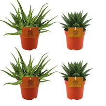Kamerplant 4x Mix - Aloe Spider & Gasteria Hybride Aurora - Pot Ø 10.5cm Hoogte ↕ 10cm