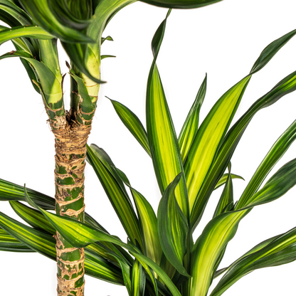 XL Kamerplant - Dracaena Deremensis Rikki - Pot Ø 24cm Hoogte ↕ 130-150cm