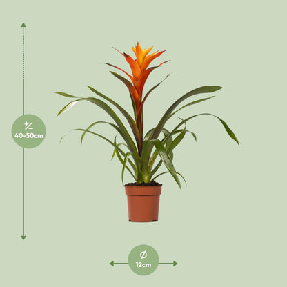 Kamerplant - Guzmania Variada - Pot Ø 12cm Hoogte ↕ 50cm
