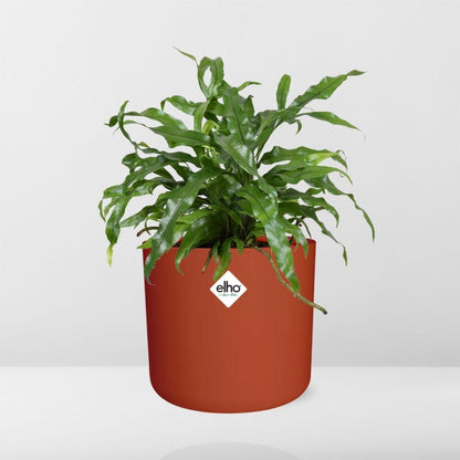 Kamerplant - Microsorum Diversifolium - Pot Ø 14cm