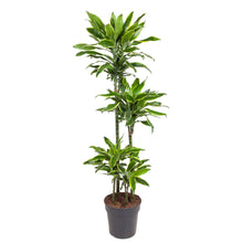 Kamerplant - Dracaena Golden Coast - Luchtzuiverend - Pot Ø 27cm Hoogte ↕ 140cm