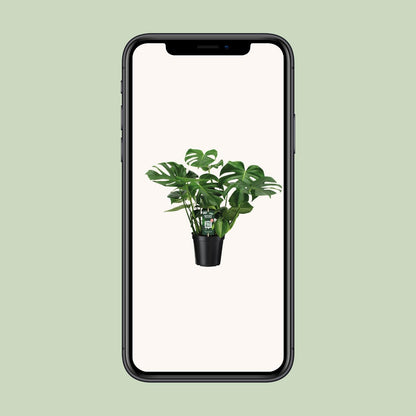 Kamerplant - Monstera Deliciosa - Hoogte ↕ 32-180cm