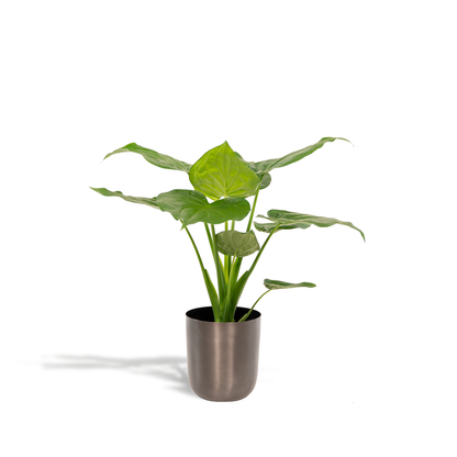 Kamerplant - Alocasia Cucullata - Inclusief sierpot - Pot Ø 19cm Hoogte ↕ 65cm
