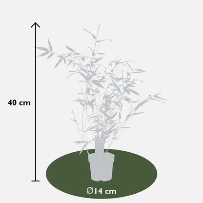 Buitenplant - Phyllostachys 'Bissetii' - Groene stam bamboe - Pot Ø 14cm Hoogte ↕ 100cm