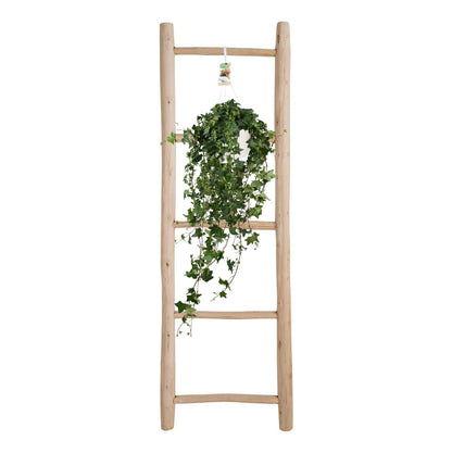 Kamerplant - Hedera Helix Pitsburg - Hangplant XXL - Pot Ø 17cm Hoogte ↕ 90cm