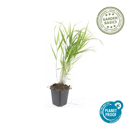 Buitenplant 48x Hakonechloa macra - Pot Ø 9cm Hoogte ↕ 10-25cm