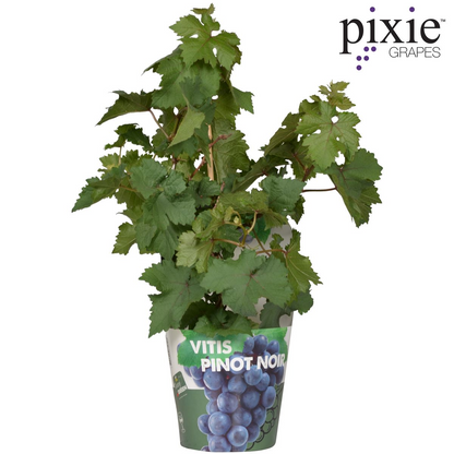 Buitenplant - Vitis Pixie Pinot Noir - Blauwe wijndruif - Pot Ø 21cm Hoogte ↕ 70cm