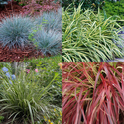 Buitenplant 4x Siergrassen Mix - Bladhoudend - Pot Ø 17cm Hoogte ↕ 50cm