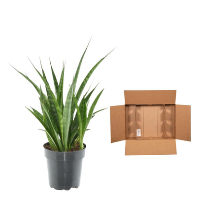 Kamerplant 3x Sansevieria Kirkii - Pot Ø 12cm Hoogte ↕ 38cm