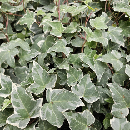 Buitenplant 48x Hedera helix 'Glacier' - Klimplant - Pot Ø 9cm Hoogte ↕ 10-25cm