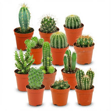 Kamerplant 12x Mini Cactus Set - Pot Ø 5,5cm Hoogte ↕ 5-10cm