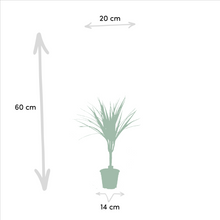 Kamerplant 2x Dracaena - Pot Ø 14cm Hoogte ↕ 60cm