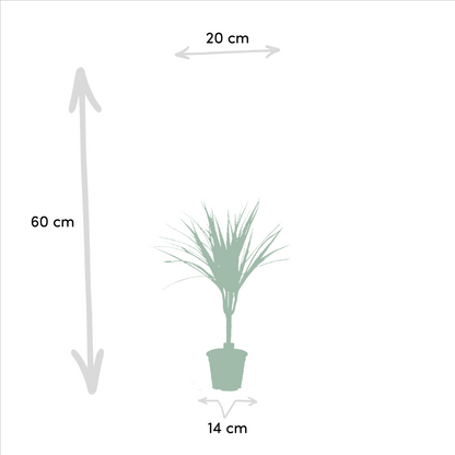 Kamerplant 2x Dracaena - Pot Ø 14cm Hoogte ↕ 60cm