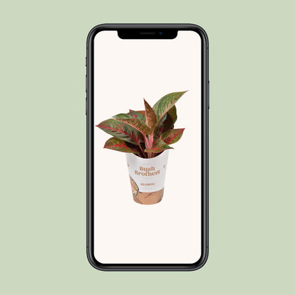 Kamerplant - Aglaonema Dark Star - Pot Ø 12cm Hoogte ↕ 35cm