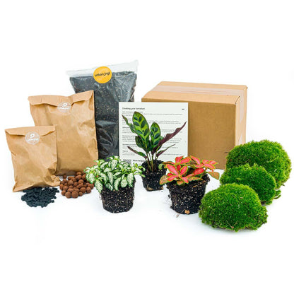 Planten terrarium navulling & startpakket - Calathea Lancifolia