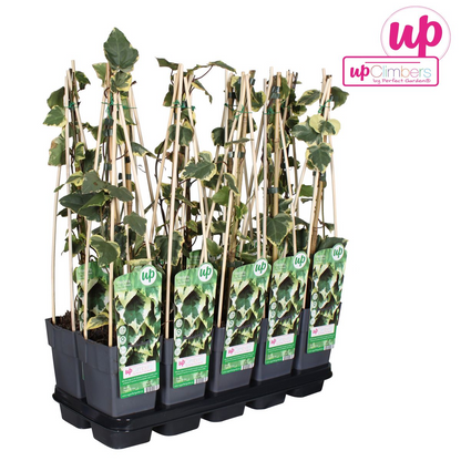 Buitenplant - Hedera colchica 'Dentata Variegata' - Klimplant - Pot Ø 15cm Hoogte ↕ 65cm