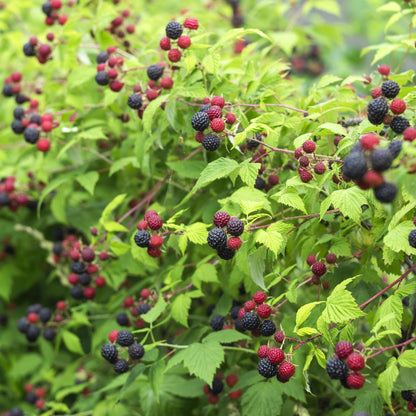 Buitenplant 2x Rubus Black Satin - Doornloze zwarte braam - Pot Ø 11cm Hoogte ↕ 40cm