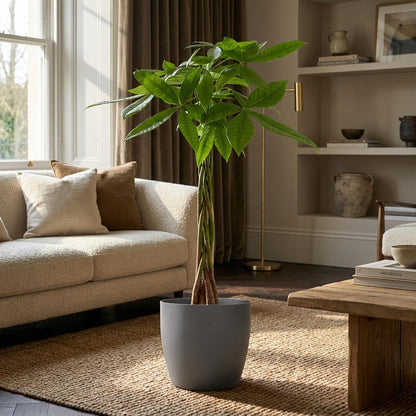 Kamerplant - Pachira Aquatica - Hoogte ↕ 35-160cm