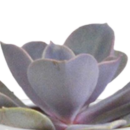 Kamerplant 15x Cactus en vetplanten mix - in witte pot - Pot Ø 5,5cm
