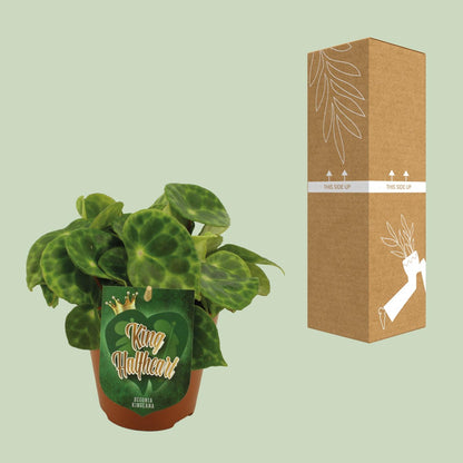 Kamerplant - Begonia Kingiana - Pot Ø 12cm Hoogte ↕ 20cm