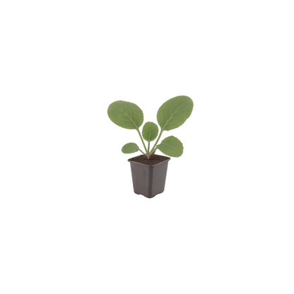 Buitenplant 12x Bergenia cordifolia - Bloeiend - Pot Ø 9cm Hoogte ↕ 10-25cm