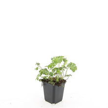 Buitenplant 24x Geranium sang. 'Album' - Bloeiend - Pot Ø 9cm Hoogte ↕ 10-25cm