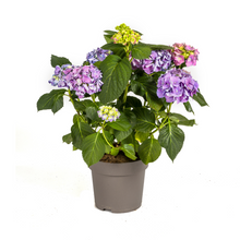 Buitenplant - Hydrangea Macrophylla Blue - Bloeiend - Pot Ø 24cm Hoogte ↕ 70-80cm