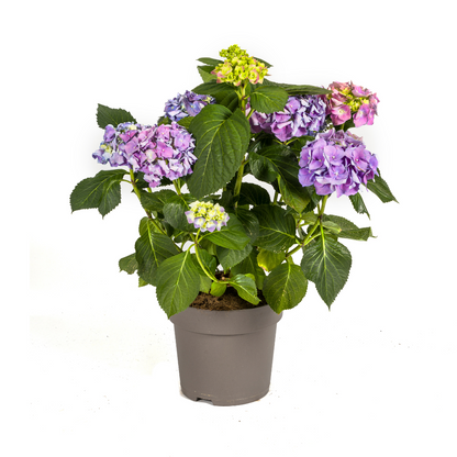 Buitenplant - Hydrangea Macrophylla Blue - Bloeiend - Pot Ø 24cm Hoogte ↕ 70-80cm