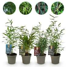 Buitenplant 4x Fargesia 'Rainbow' Mix - Bamboe Bladhoudend Niet-Woekerend - Pot Ø 14cm Hoogte ↕ 35cm
