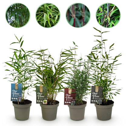 Buitenplant 4x Fargesia 'Rainbow' Mix - Bamboe Bladhoudend Niet-Woekerend - Pot Ø 14cm Hoogte ↕ 35cm