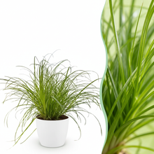 Kamerplant - Cyperus alternifolius Zumula - Kattengras - Pot Ø 12cm Hoogte ↕ 20cm