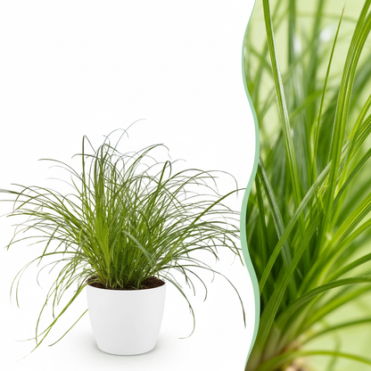 Kamerplant - Cyperus alternifolius Zumula - Kattengras - Pot Ø 12cm Hoogte ↕ 20cm